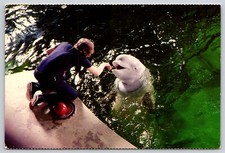 Postcard Okie the Beluga Whale Mystic Marinelife Aquarium Delphinapterus leucas