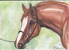 ACEO original Watercolor Art Card HORSE red Anglo Arab sporthorse in halter