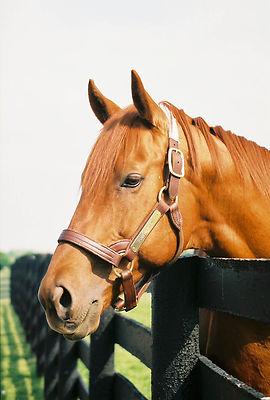 Color Photo of  POINT GIVEN at THREE CHIMNEYS