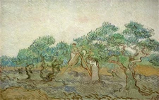 Hand-painted Oil Painting Vincent van Gogh Olive Grove7