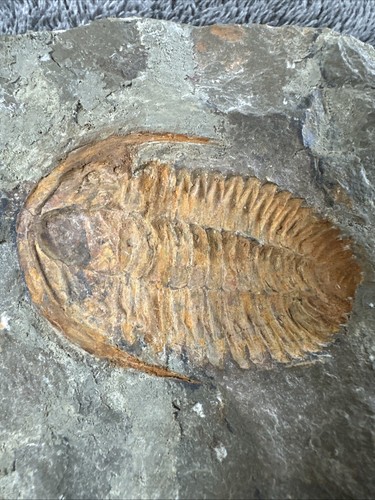 Acadoparadoxide Levisetti 500 Millionen Jahre alt. Sidi Abdallah, Marokko, - Bild 4 von 14