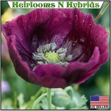 10,000 Heirloom Lauren's Grape Papavaer Somniferum Poppy Seeds Organic, Non-GMO