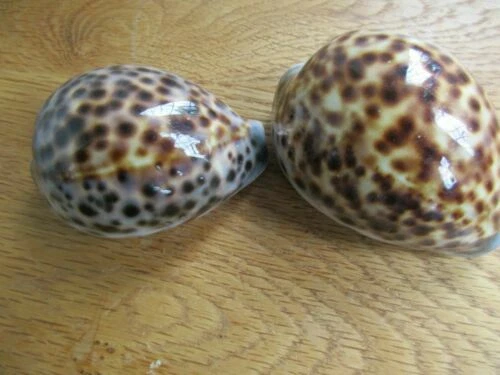 Cowrie Unpolished Shells/Coral/Starfish Collectable Shells