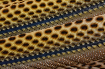 Great Argus Pheasant  Primary feather sections