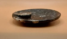 Stone Trinket Dish Fossilized Nautalice Round Shades of Gray 4.5in