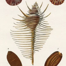 Scarce! 1757 KNORR Hand-Colored Engraving, VENUS COMB SHELL (MUREX TENUISPINA)