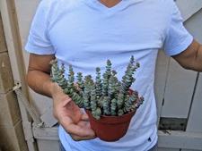 Baby Necklace Crassula Rupestris Succulent -A