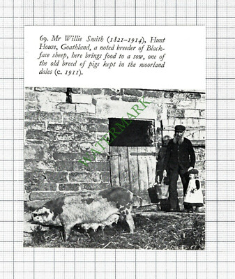 Mr Willie Smith Hunt House Goathland Pigs  - 1970s Cutting