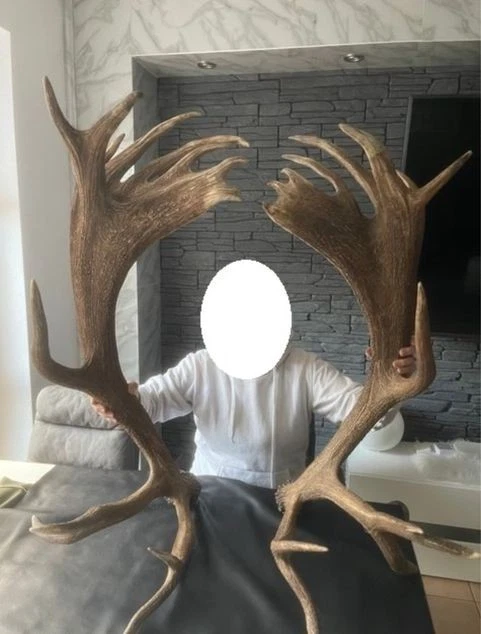 ABWURFSTANGEN Rothirsch  DEKO Hirschgeweih - Bild 2 von 4