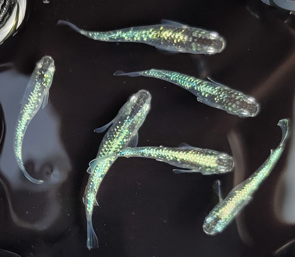緑光 Green Light (Dark Type) Medaka Rice Fish Eggs 10 fertilized eggs + α