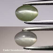  on The Hot Collector