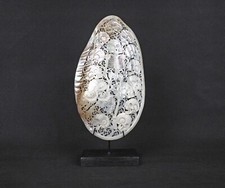 Mussels Clam Shell Carving Skulls  Premium Stand Wooden Base, Decorative Shells