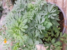 RUDA ruta graveolens 200 seeds - seeds seeds seeds seeds semi