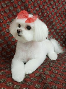 maltese poodle images