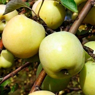 Malus domestica 'Antonovka' 20 Samen - winterharter Apfelbaum / Erbstück Obstsorte