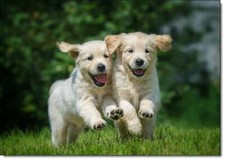 Doodlecards Blank Birthday Card No Words Golden Retriever Puppies