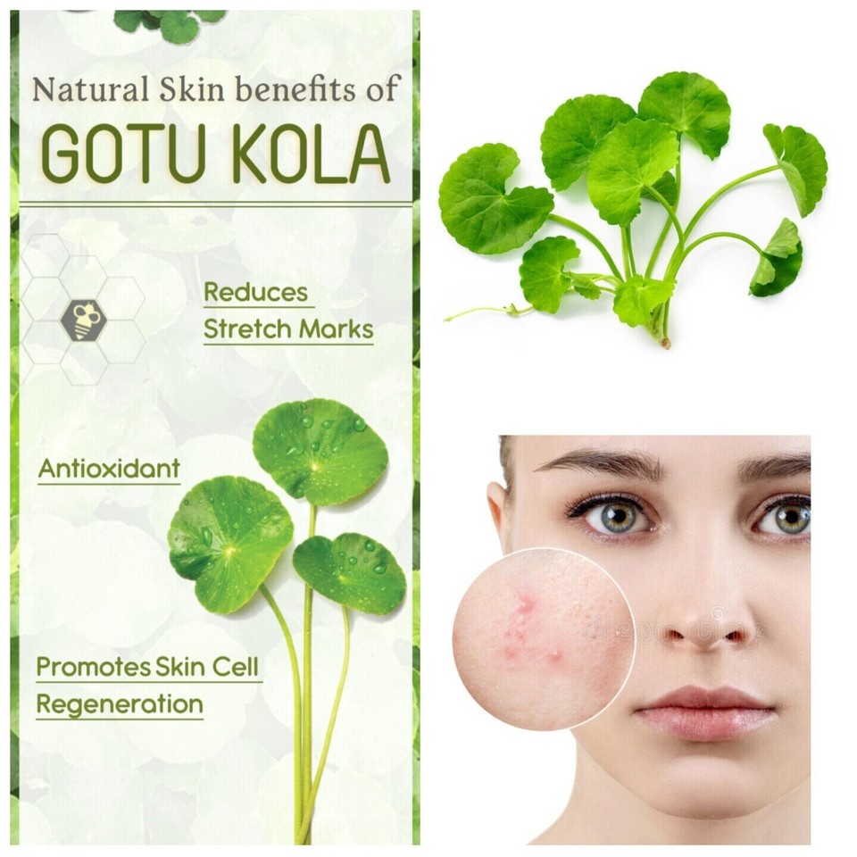 Centella asiatica Ayurvedic Tea 10 Gotukola Herbal Tea Bag 100 Natural