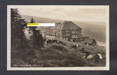 B 914/AK Krkonoše/Silesia ''New Silesian building cattle on the pasture'' 1937