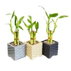 3-Pack 3-Stalk 4" Lucky Bamboo Live Indoor Plant with Ceramic Cube Textured Vase