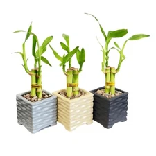 3-Pack 3-Stalk 4" Lucky Bamboo Live Indoor Plant with Ceramic Cube Textured Vase