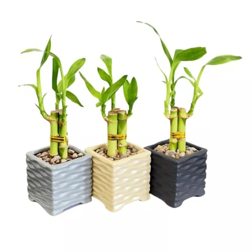 3-Pack 3-Stalk 4" Lucky Bamboo Live Indoor Plant with Ceramic Cube Textured Vase