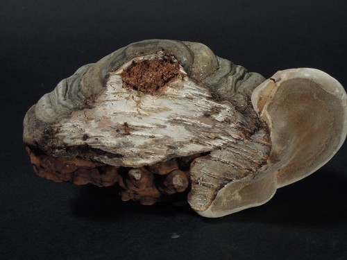 Großer Zunderschwamm Naturdeko Waldpilze Pilzschmuck Birkenrinde Wandpilz 22 - Bild 6 von 9