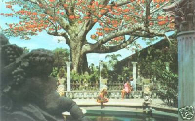 The Kapok Tree Inn - Vintage Clearwater Florida Postcard - Unused 💥💥💥💥💥💥💥 - Picture 1 of 2