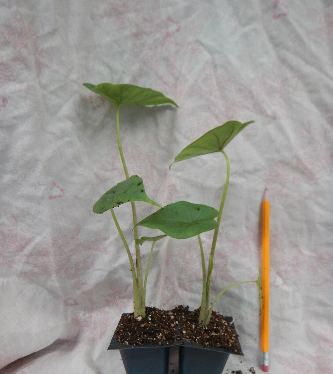 weeping fig indoor plant Ficus Benjamina Weeping Fig Braided Tree - Live Plant in a 10 Inch Pot - Ficus Benjamina