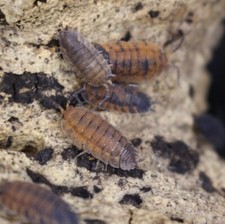 10 Ct PORCELLIO SCABER 'Lava' Isopods