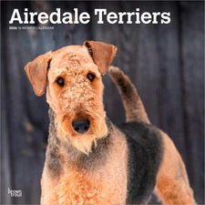 Airedale Terriers | 2026 12x24" (Hanging) Square Wall Calendar | Plastic-Free