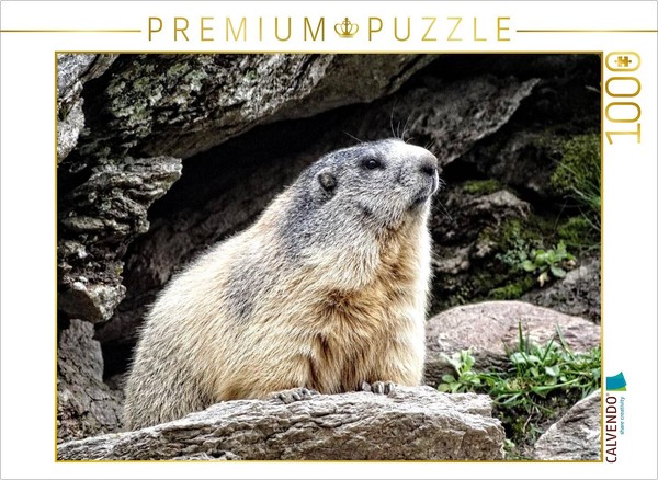 Calvendo Puzzle Marmot.....Sniffing The Air | 1000 Pieces, Finished Size 25.2 ×-image