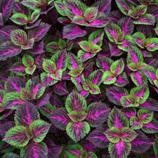 20pcs/pack coleus seeds Green purple coleus seeds garden plants