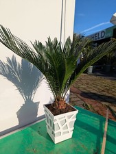 Cycas revoluta 55–70cm Sagopalme Palmfarn pflegeleicht exotische Zimmerpflanze