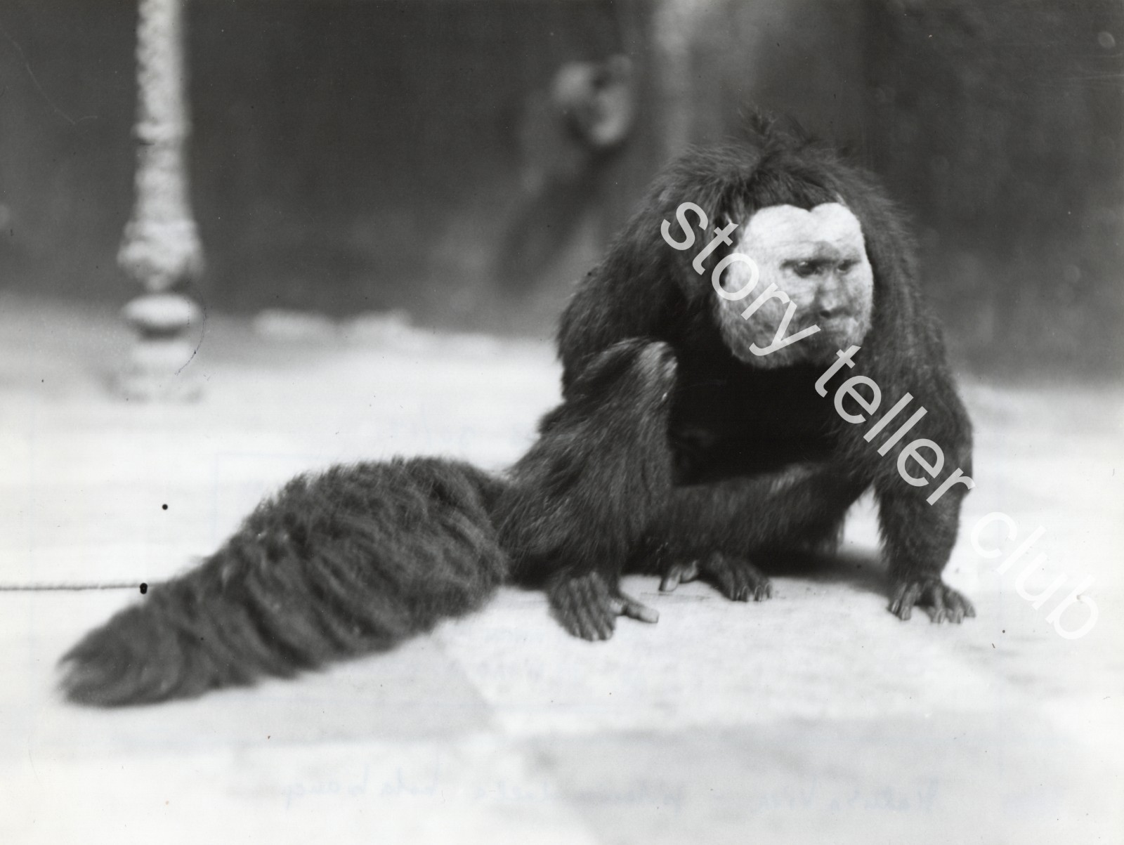 White Headed Saki Pithecia pithecia by PAUL POPPER Silver Gelatin Print Photo