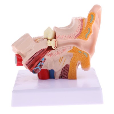 Expanded Human Ear Model 1.5X Expanded Learning | eBay Australia