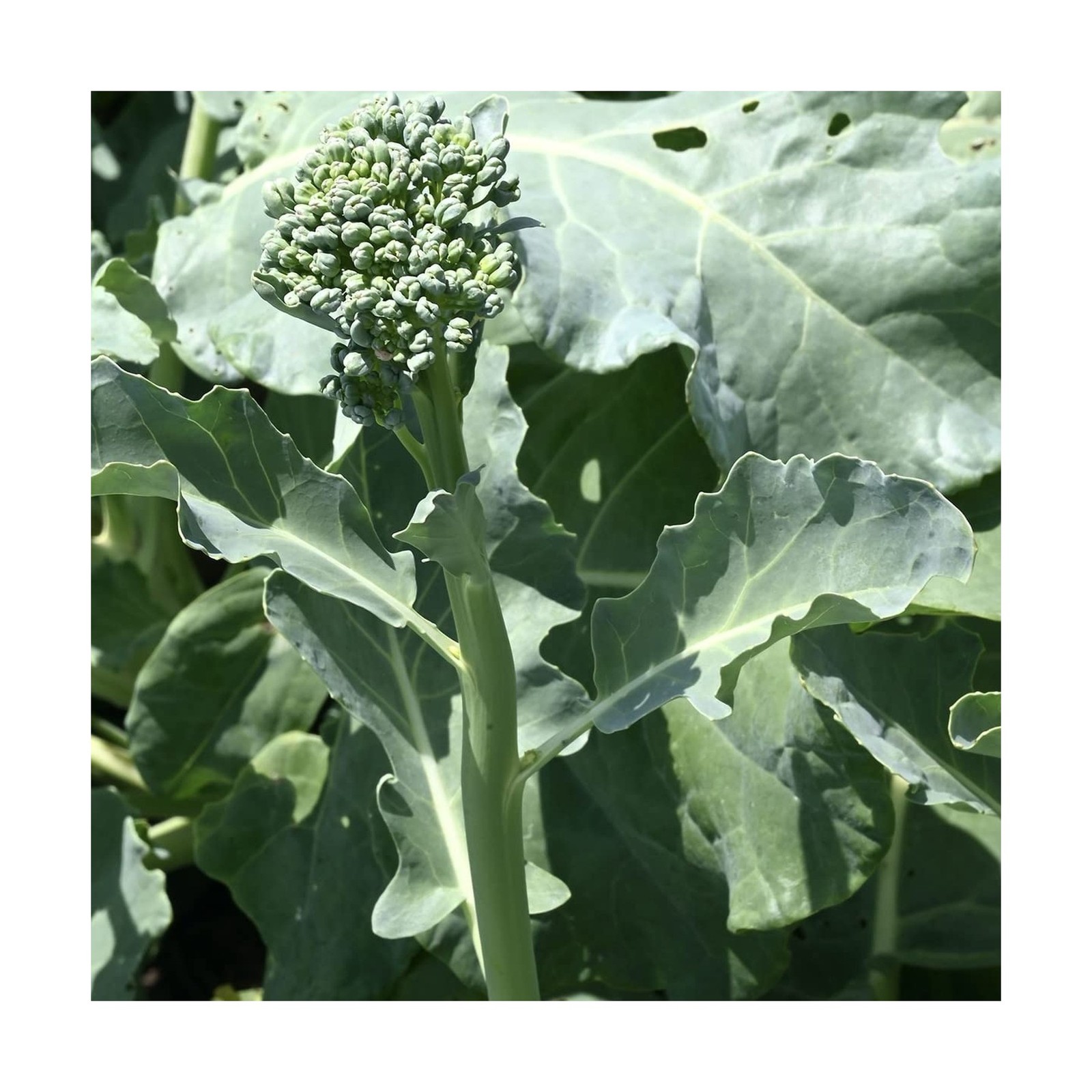 Organic Broccoli Raab Seeds (Spring Rapini) - Approx 750 Seeds - USDA Organic...