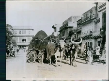 1927 Photo Bullock Ekka Carries Ladies Shopping Modestly In Gwalior Animals 8X10