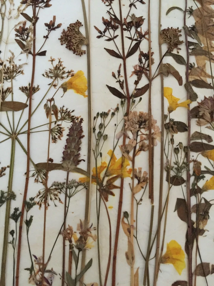 COLLAGE DE FLORES PRENSADAS FLORES NATURALEZA BOTÁNICA FLORAL JARDÍN PÉTALOS PUREZA Foto 2 de 4