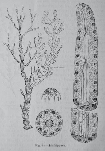 Ocean World ISIS HIPPURIS Koralle Original viktorianischer Druck Feigenbaum c1891 - Bild 1 von 2