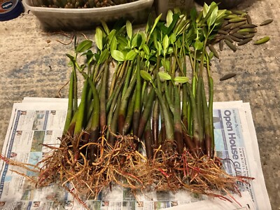 *150 red  mangroves*AQUARIUM FISH PLANTS*7-10 inches each*