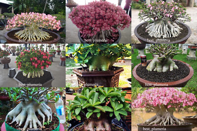 Adenium Arabicum ''gemischt 9 ARTEN '' 510 Samen!!