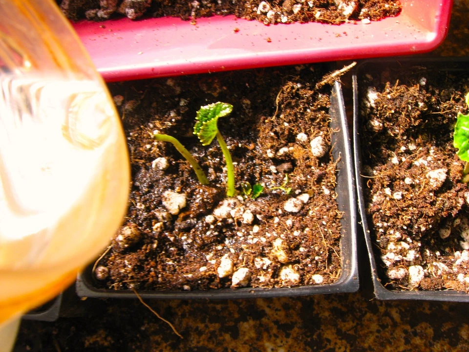 japanese wasabi plantlets for growing, 6 count - Image 3 of 4
