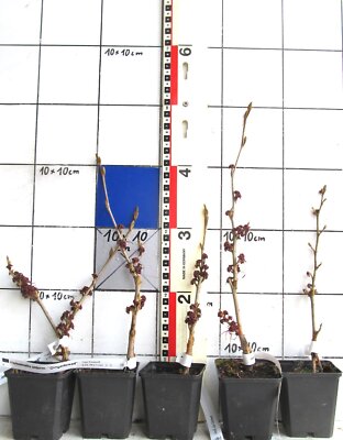Hamamelis / Zaubernuß , ''Gingerbread '', veredelte orange blühende Sorte !