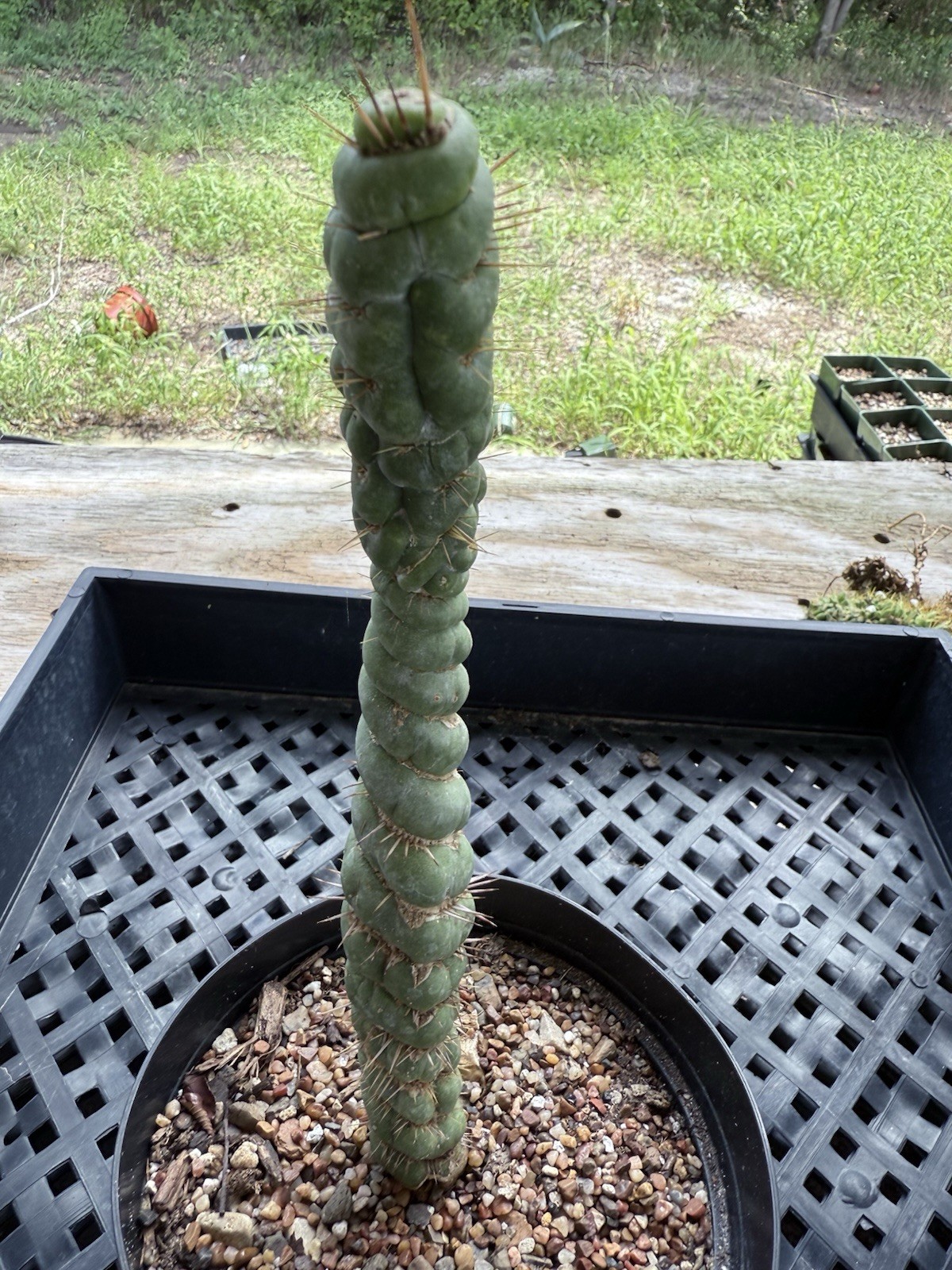 Eulychnia Castanea Spiralis “Unicorn Cactus 9” Tall !