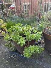 2 x Yellow sedum In nice Pots Beautiful Flowers Every March - May