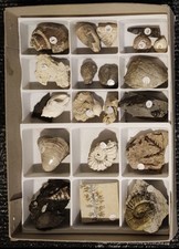 Fossiliensammlung