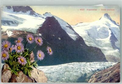 39595810 - Alpenaster Aster alpinus PZ Nr.4627 Alpenflora