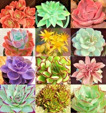 ECHEVERIA variety mix  rare plant exotic succulent seed flowering pot 100+ seeds