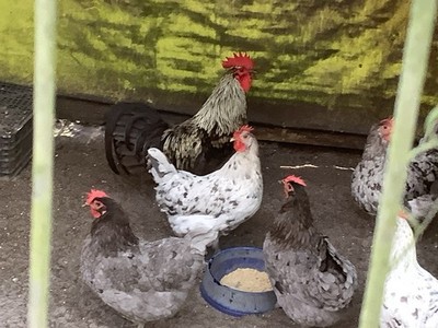 12 Silverudd s Blue eggs. Npip