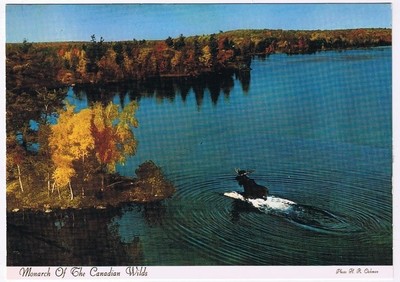 Ontario Postcard Mr Moose Monarch Of The Canadian Wilds